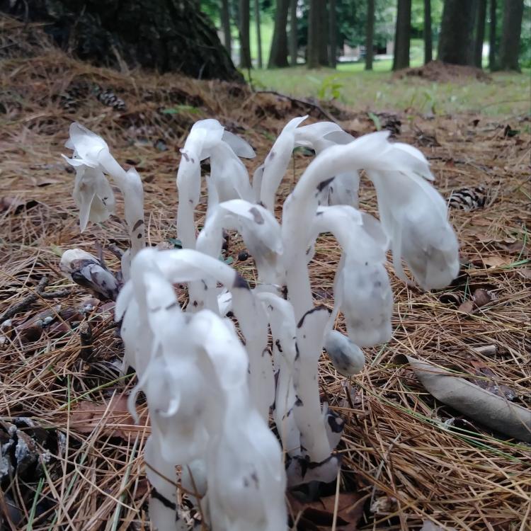 Ghost plants Ohio Cooperative Living